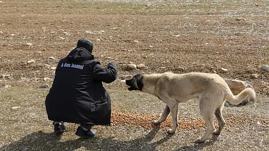İl Özel İdaresi Sokak Hayvanlarını Unutmadı