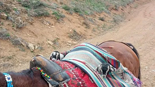 İki Oğlağın Heybedeki Sevimli Yolculuğu Görenlerin İçini Isıttı