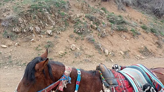 İki Oğlağın Heybedeki Sevimli Yolculuğu Görenlerin İçini Isıttı
