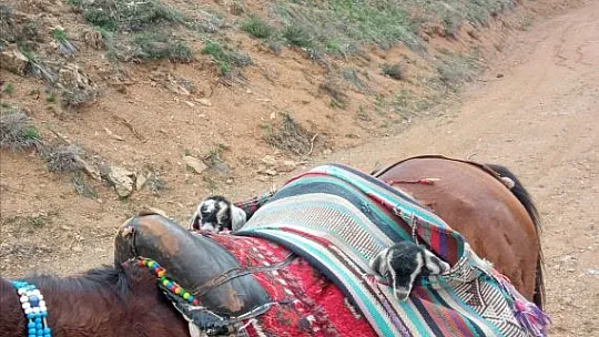 İki Oğlağın Heybedeki Sevimli Yolculuğu Görenlerin İçini Isıttı