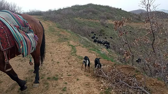 İki Oğlağın Heybedeki Sevimli Yolculuğu Görenlerin İçini Isıttı