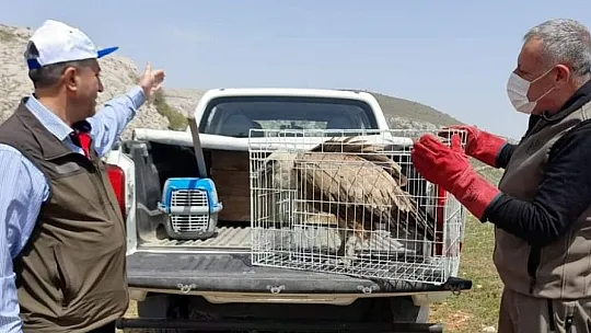 Tedavisi Tamamlanan Akbaba Doğaya Bırakıldı