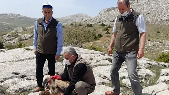 Tedavisi Tamamlanan Akbaba Doğaya Bırakıldı