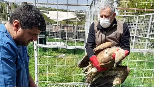Tedavisi Tamamlanan Akbaba Doğaya Bırakıldı