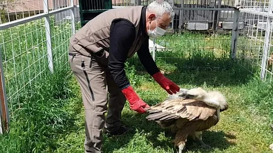 Tedavisi Tamamlanan Akbaba Doğaya Bırakıldı