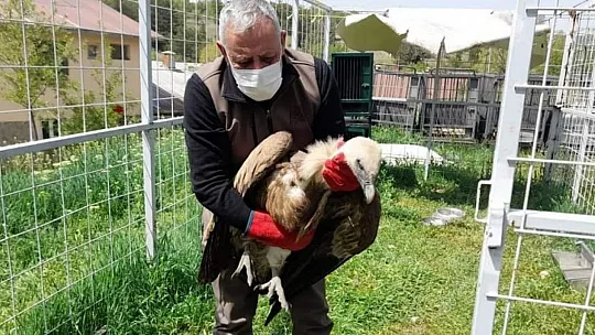 Tedavisi Tamamlanan Akbaba Doğaya Bırakıldı
