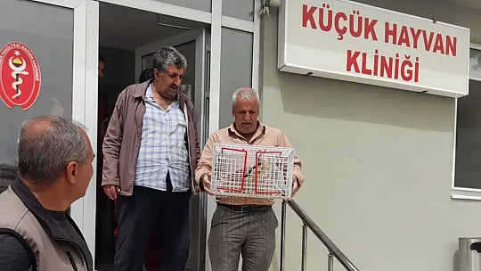 Tedavisi Tamamlanan Balaban Kuşu Doğaya Bırakıldı