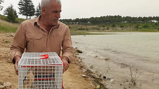 Tedavisi Tamamlanan Balaban Kuşu Doğaya Bırakıldı
