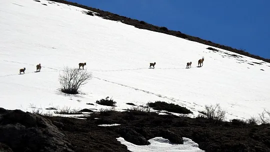 Munzur Dağlarına Yabani Hayvanlar Renk Katıyor