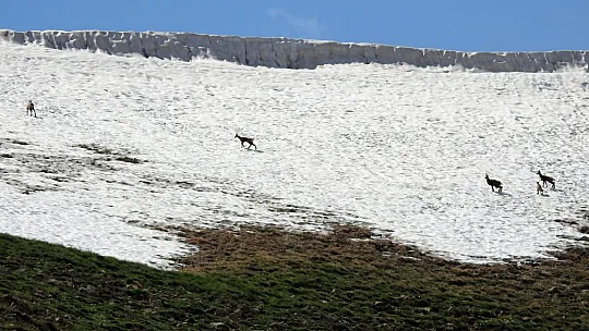 Munzur Dağlarına Yabani Hayvanlar Renk Katıyor