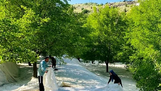Tescilli Ulukale dutunda çalışmalar başladı