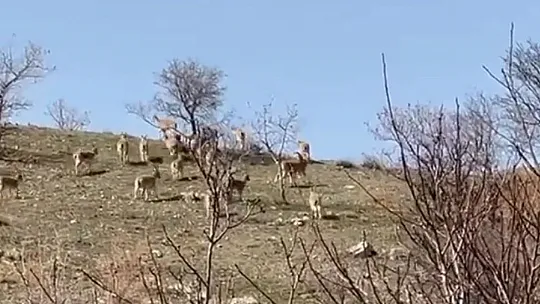 Elazığ'da Yaban Keçi Sürüsü Görüntülendi