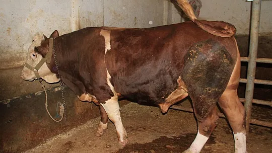1 ton 200 kiloluk 'Kral' alıcısını bekliyor