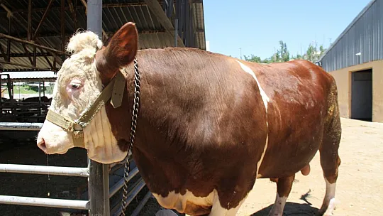 1 ton 200 kiloluk 'Kral' alıcısını bekliyor