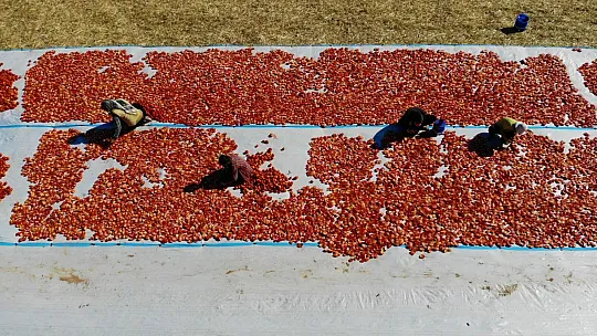 Elazığ'da üretilip kurutulan domatesler, dünya sofralarını süslüyor