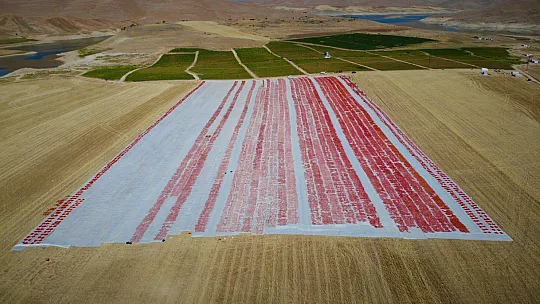 Elazığ'da üretilip kurutulan domatesler, dünya sofralarını süslüyor
