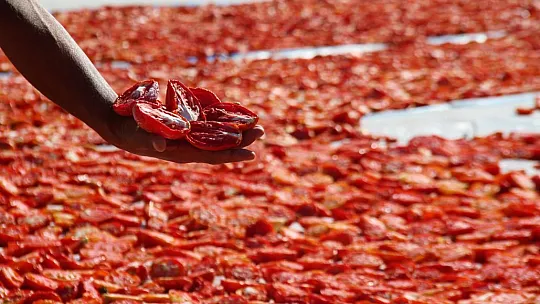Elazığ'da üretilip kurutulan domatesler, dünya sofralarını süslüyor