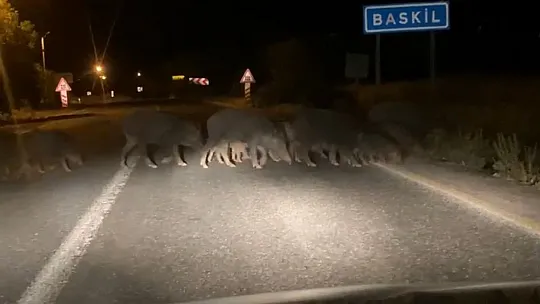 Domuz sürüsü araçlara aldırış etmeden karşıya geçti