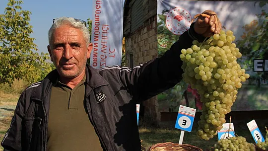 Elazığ'da Bağ Bozumu Etkinliği