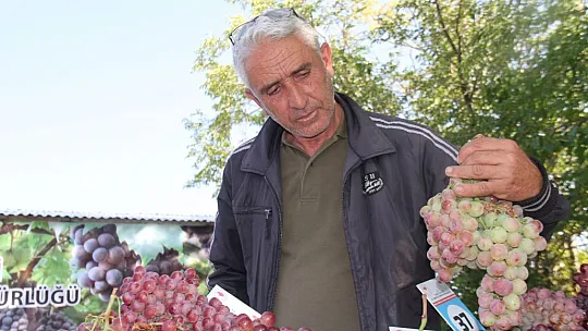 Elazığ'da Bağ Bozumu Etkinliği