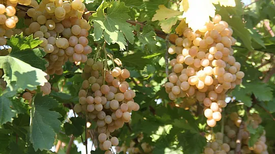 Elazığ'da Bağ Bozumu Etkinliği