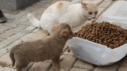 Öğrencilerden anlamlı proje, Şehit Fethi Sekin unutulmadı