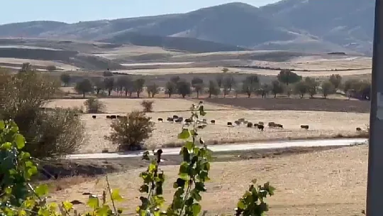 Domuz sürüsü şehir merkezine indi