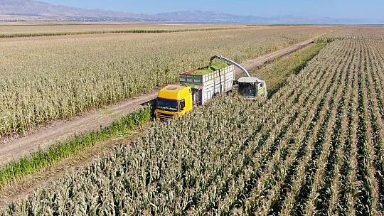 Elazığ'da silajlık mısır hasadı başladı