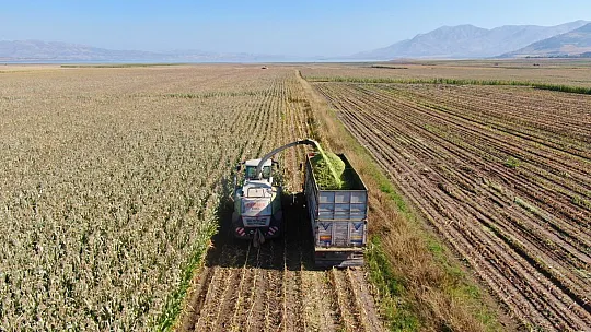 Elazığ'da silajlık mısır hasadı başladı