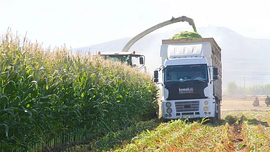 Elazığ'da silajlık mısır hasadı başladı