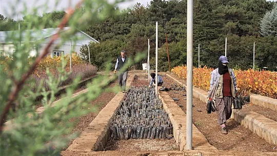Taşlık araziyi ormana çevirmişti: Yetkililer teşekkür edip fidan desteğinde bulundu