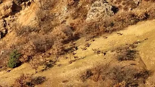 Elazığ'da dağ keçileri sürü halinde görüntülendi