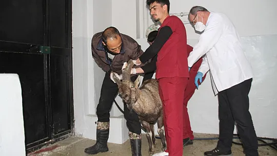 Yaralı dağ keçisi tedavi altına alındı