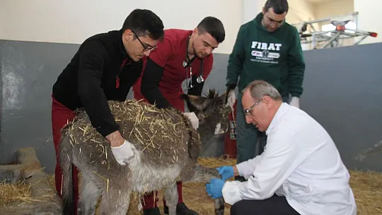 Fırat Üniversitesi Hayvan Hastanesi'nde bir yılda 7 bin 600 hayvan tedavi edildi