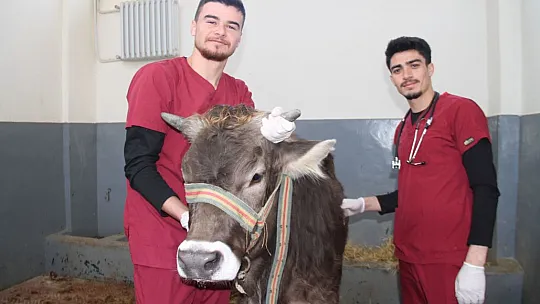 Fırat Üniversitesi Hayvan Hastanesi'nde bir yılda 7 bin 600 hayvan tedavi edildi