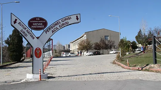 Fırat Üniversitesi Hayvan Hastanesi'nde bir yılda 7 bin 600 hayvan tedavi edildi