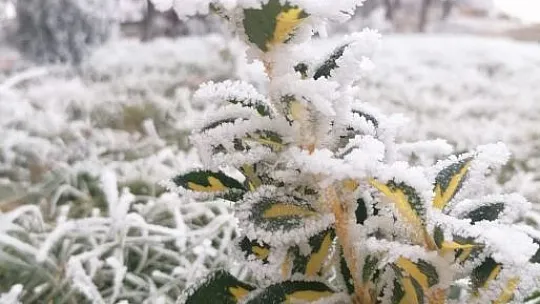 Elazığ'ın bir ilçesinde kırağı ve don etkili oldu