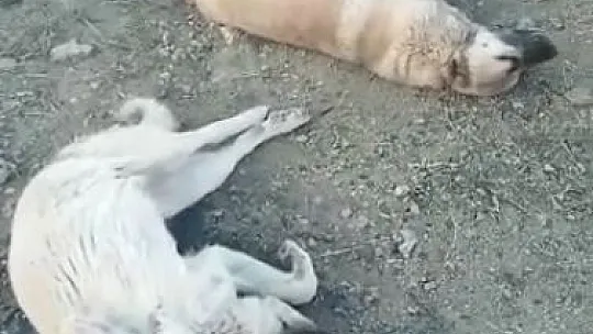 Elazığ'da zehirlenerek öldürülen köpekler için soruşturma başlatıldı