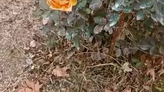Kış ortasında güller açtı, vatandaşlar şaşırdı