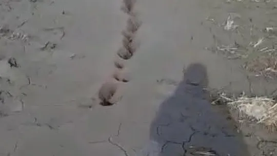 Bu kez Baltaşı'nda Görüldü