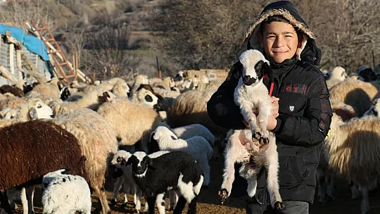 Koyun ve Kuzuların renkli buluşması