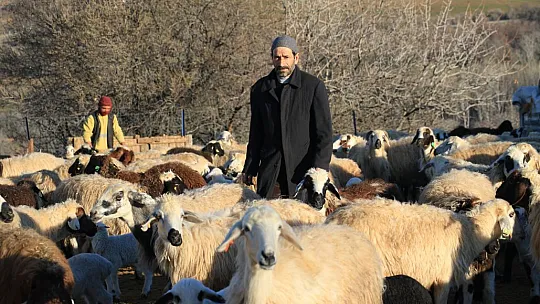 Koyun ve Kuzuların renkli buluşması