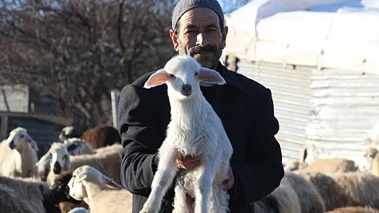 Koyun ve Kuzuların renkli buluşması