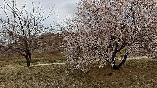 Baskil'de badem ağaçları çiçek açtı