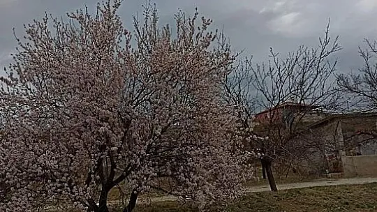 Baskil'de badem ağaçları çiçek açtı