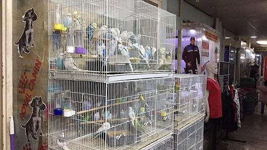 Depremi önceden haber verdiğine inanılan muhabbet kuşlarına yoğun ilgi
