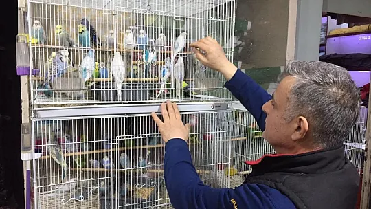 Depremi önceden haber verdiğine inanılan muhabbet kuşlarına yoğun ilgi