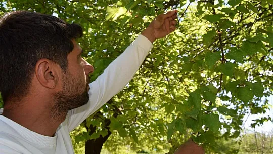 Elazığ'da Kayısı Üreticilerinden Kahredici Haber