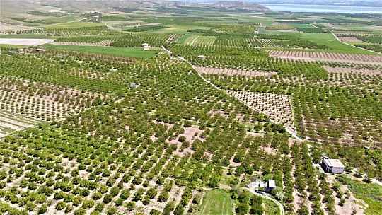 Elazığ'da Kayısı Üreticilerinden Kahredici Haber