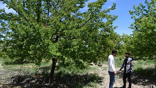 Elazığ'da Kayısı Üreticilerinden Kahredici Haber